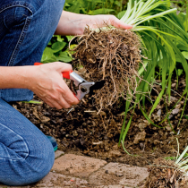 Gartentipp: Jetzt Stauden teilen