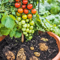 Ohne Tomaten keine Kartoffeln