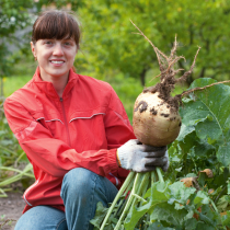 Gartenschatz: Steckrübe