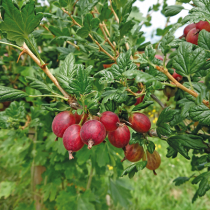 Neues vom Obst für kleine Gärten Neues vom Obst für kleine Gärten