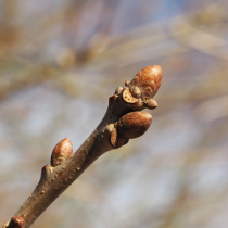 Gartenwissen: Triebabschluss
