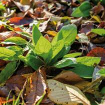 Laub sinnvoll nutzen