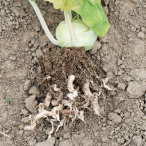 Kohlhernie an Kohlgemüse