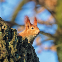Jetzt zu sehen: Eichhörnchen