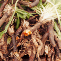 Gartenschatz: Schwarzwurzel