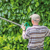 Streit um die Lorbeer-Kirsche