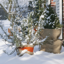 Winterschutz für Pflanzen Winterschutz für Pflanzen