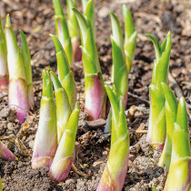Zierpflanzen zum Essen