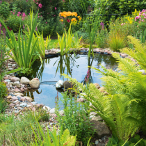 Einen naturnahen Teich anlegen