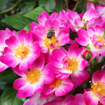 ADR-Rosen 2025 ADR-Rosen 2025