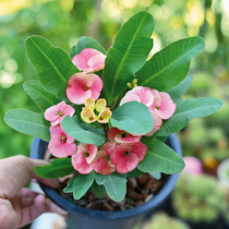 Christusdorn blüht auch im Winter