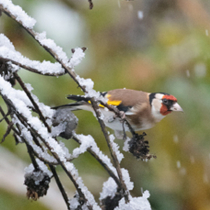 Jetzt zu sehen: Stieglitz