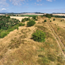 Pflanzen und Mikroorganismen