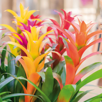 Bromelien für die Fensterbank