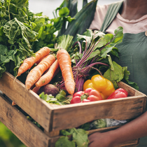 Planen Sie Ihr Gemüsebeet