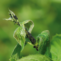 Erfrieren Schädlinge im Winter?
