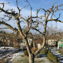 Gartentipp: Den Garten im Blick