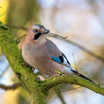 Jetzt zu sehen: Eichelhäher