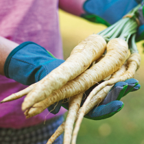 Gartenschatz: Petersilienwurzel