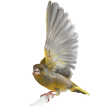 Zehn Prozent für unsere Vögel