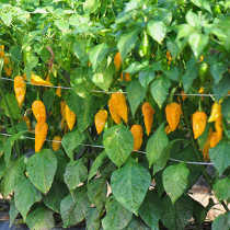Scharfe Schoten: So bauen Sie Chili und Paprika an!