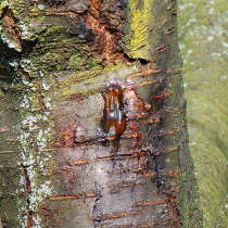 Gummifluss bei Steinobst Gummifluss bei Steinobst