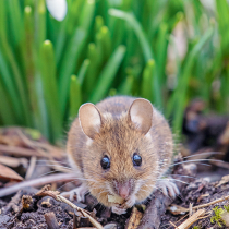 Jetzt zu sehen: Waldmaus Jetzt zu sehen: Waldmaus