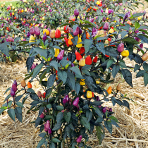 Gartenschatz: Chili 'Lila Luzi'