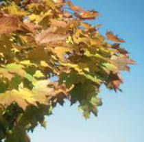 Herbstlaub: Fluch oder Segen für den Gartenfreund?