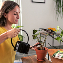 Biologische Helfer gegen Trauermücken Biologische Helfer gegen Trauermücken