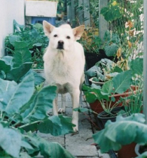Haustierfreundlich gärtnern Haustierfreundlich gärtnern