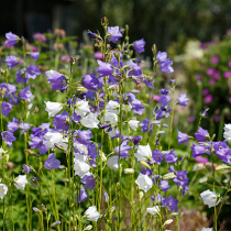 Stauden: heimisch, insektenfreundlich und klimawandeltolerant?
