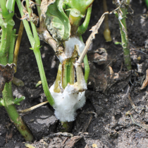 Sklerotinia-Fäule bei Gemüse