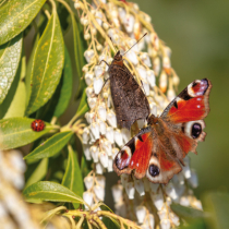 Jetzt zu sehen: Tagpfauenauge Jetzt zu sehen: Tagpfauenauge