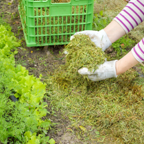 Ernten statt ackern – Kleingärtnerische Nutzung mit wenig Aufwand Ernten statt ackern – Kleingärtnerische Nutzung mit wenig Aufwand