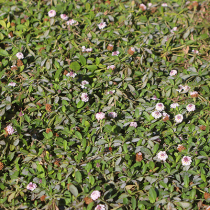 Alternativen zum klassischen Rasen