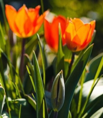 Gärtnern an kühlen Frühlingstagen
