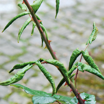 Pflanzenschutz: Rosenblattrollwespe