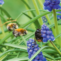 Neue Runde für „Deutschland summt“