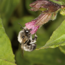 Jetzt zu sehen: Frühlings-Pelzbiene