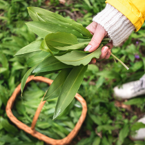 Gartenschatz: Bärlauch