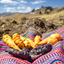 Knollen aus den Anden