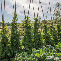 Stangenbohnen anbauen