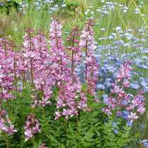 Kerzenstauden – Ausrufezeichen für den Garte