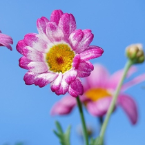So sieht moderne Garten- und Terrassengestaltung aus