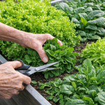Blattgemüse (fast) das ganze Jahr