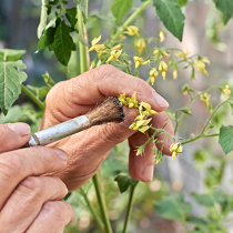 Gartenwissen: Kultivieren oder züchten?