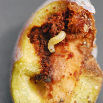 Pflanzenschutztipp: Pflaumenwickler