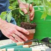 Gartentipp: Startschuss für alle