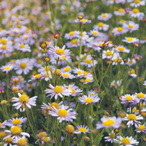 Sommerliche Blütensterne